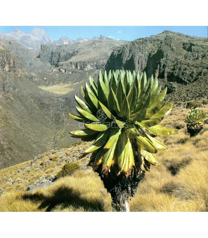 Decoratt Parque Nacional Monte Kenia Kenia