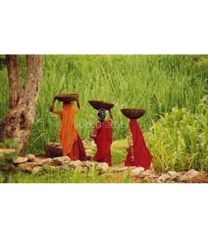 Decoratt Mujeres recolectando India