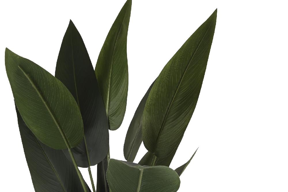 Dekodonia PLANTA AVE DEL PARAÍSO En línea