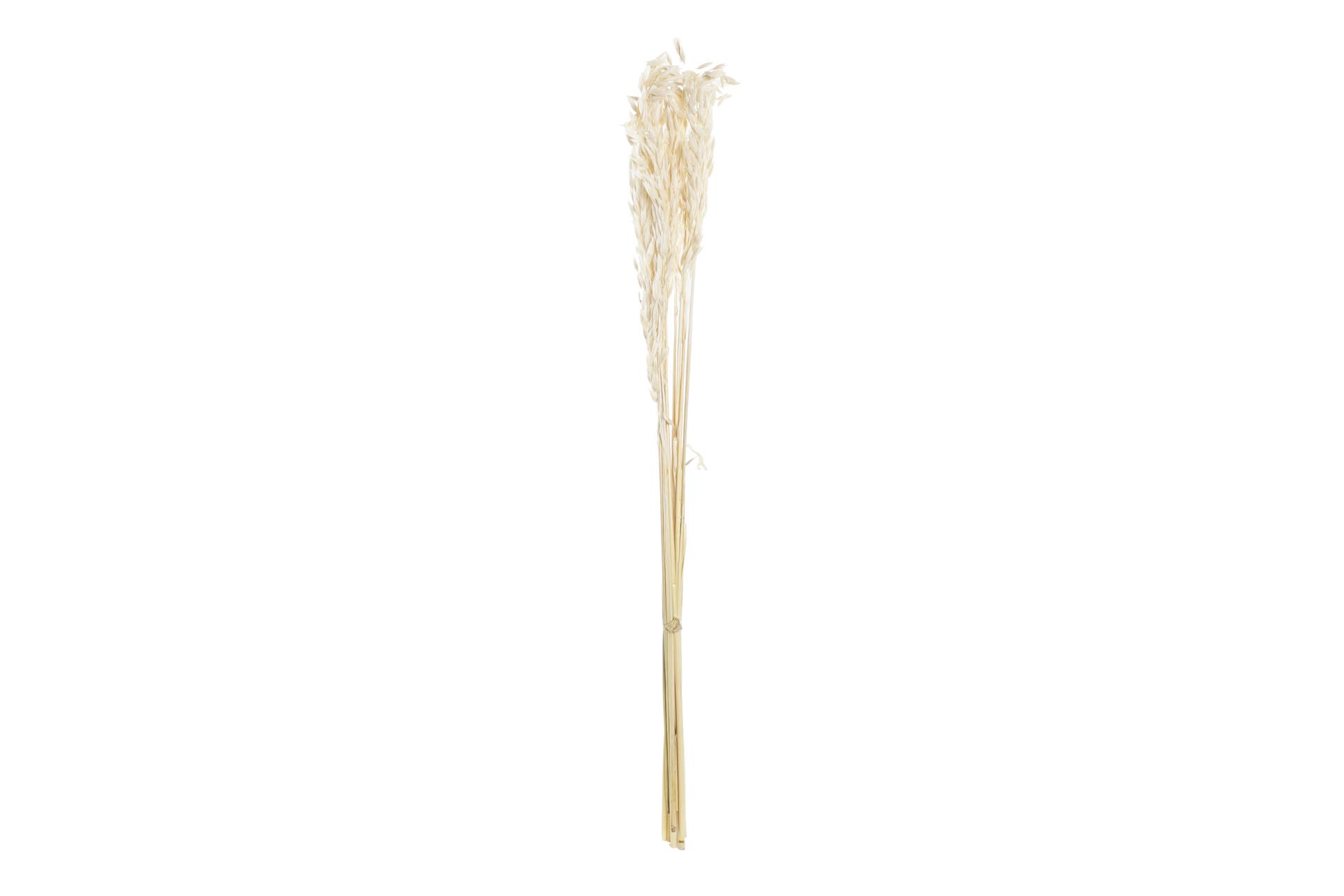 Dekodonia Pack de 3 ramos flor seca 8x3x57 avena beige