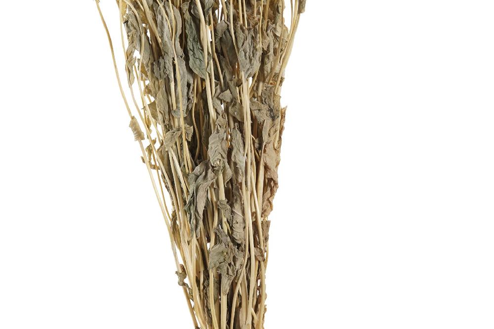 Dekodonia Ramo flor seca 16x3x60 2 surt Últimos 3 días