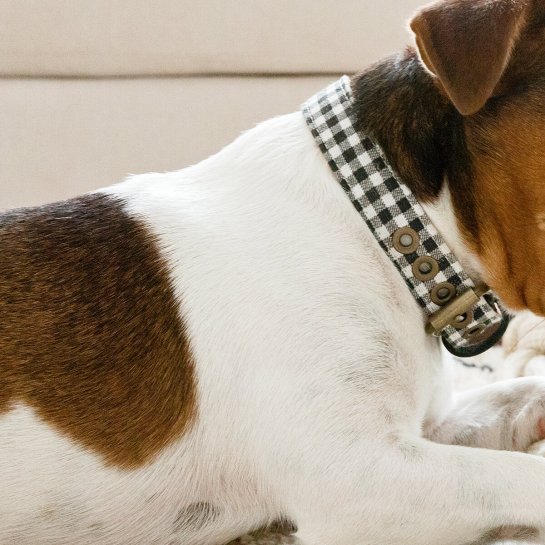 kenay home Collar M 2025