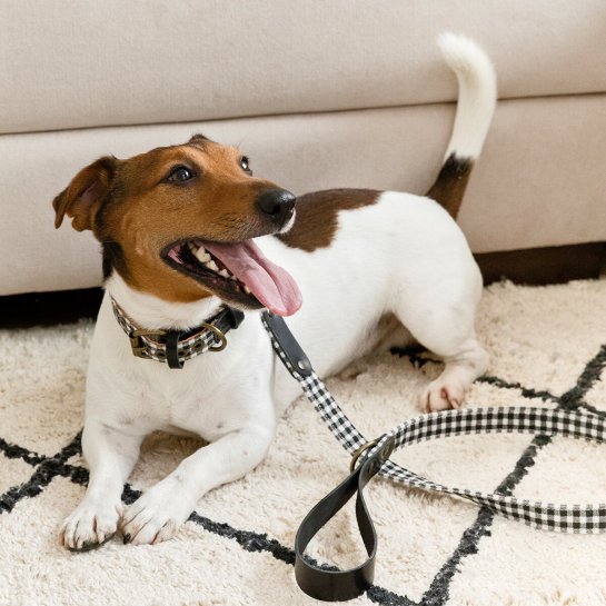 kenay home Collar M 2025