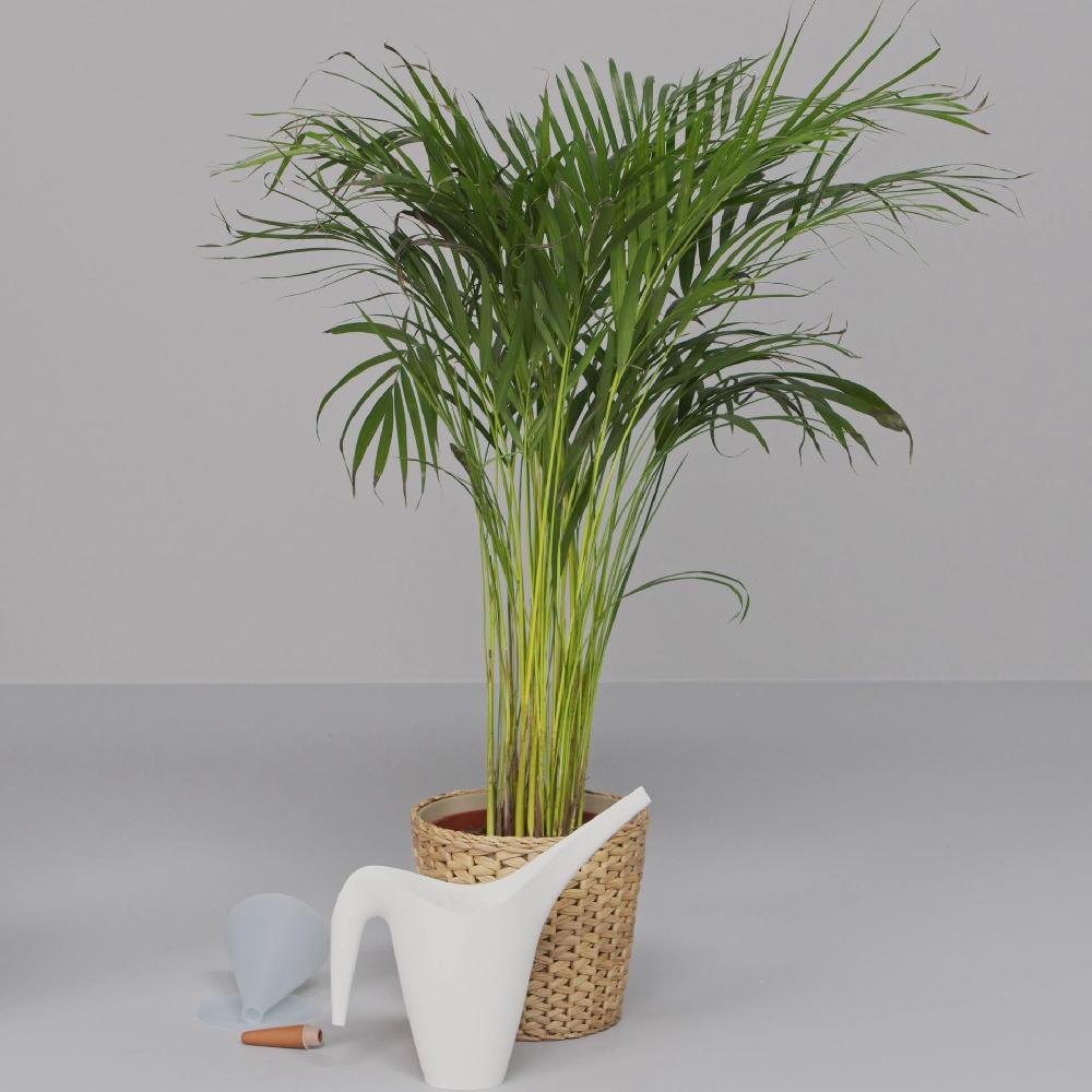 IKEA SVÄMSKOG Accesorio de riego automático terracota/transparente 70 cl 2025