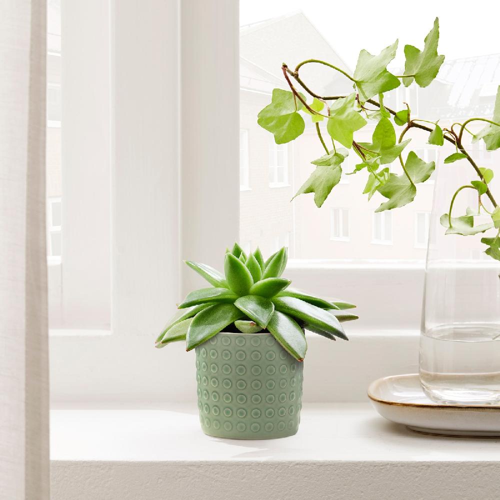 IKEA TYSKLÖNN Macetero interior/exterior verde 6 cm Devoluciones gratuitas